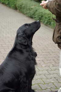 Sitzend vor Herrchen auf ein Leckerchen wartend        