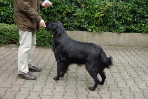 Tyra frisst stehend aus der Hand        