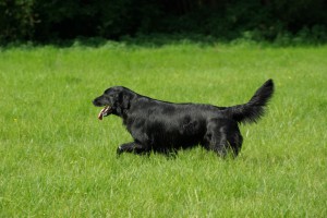 Tyra läuft über eine Wiese        