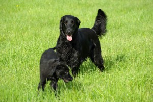 Tyra mit Lynn im Gras        