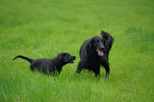 Tyra mit Lynn auf einer Wiese      