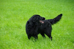 Tyra nach hinten schauend im Gras        