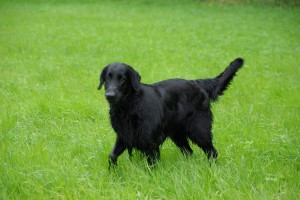 Tyra trabend auf einer Wiese        