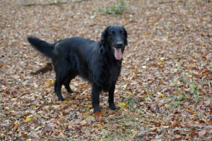 Standbild von Tyra auf Herbstlaub    