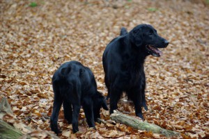 Tyra mit Lynn im Wald 