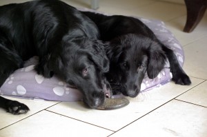 Tyra und Lynn vor einem Büffelhorn
